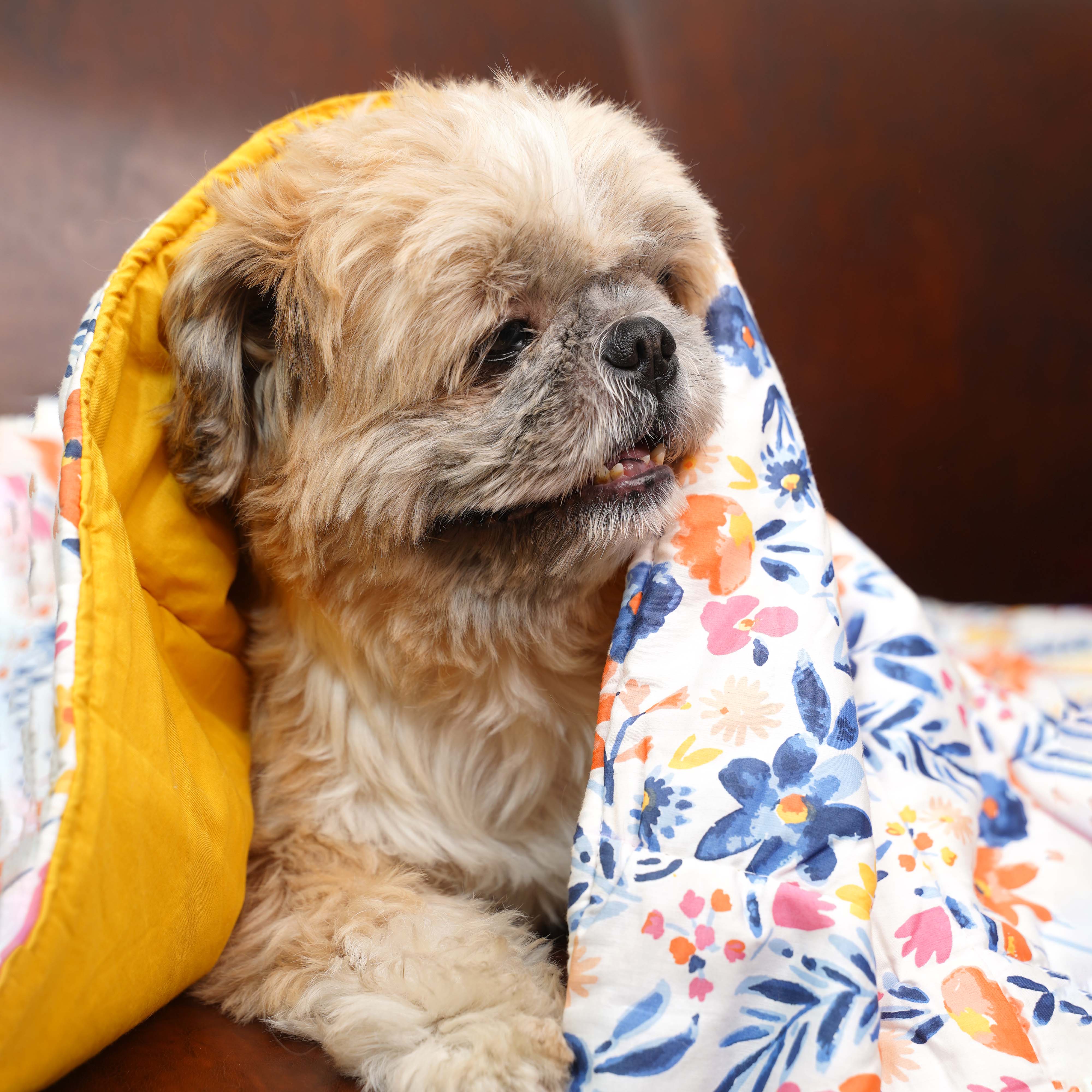 Sunshine Blanket – Cozy & Stylish All-Season Pet Blanket
