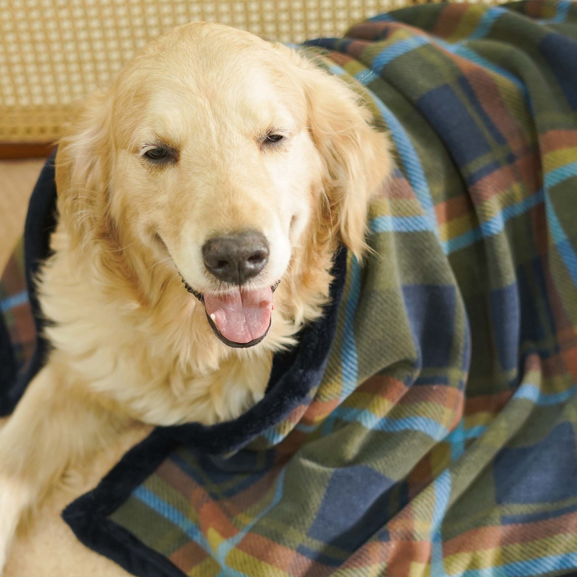 Checks Multi Blanket – Soft, Stylish & Durable Pet Blanket