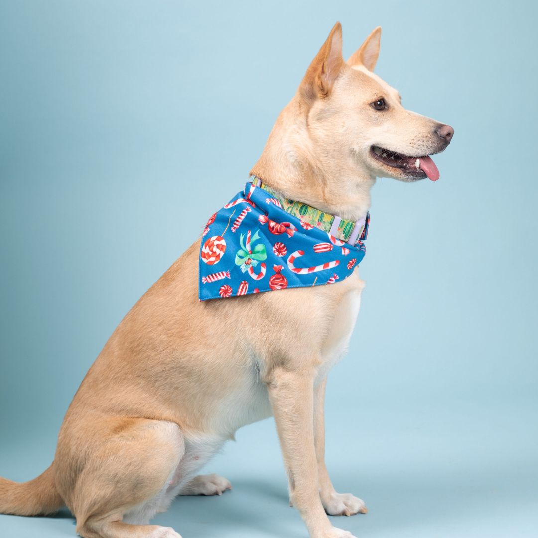 dog wear Candy Satin Bandana-petsway