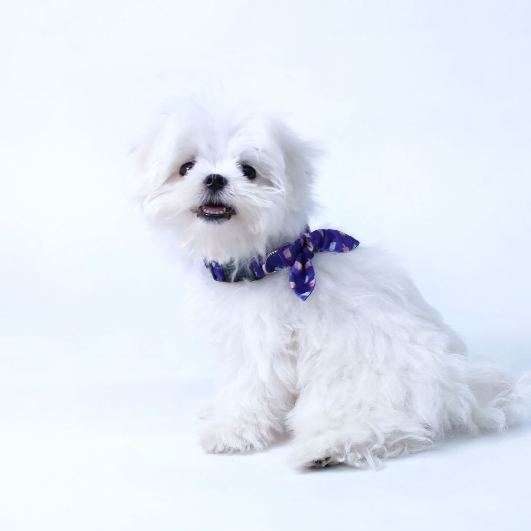 Stylish dog accessories