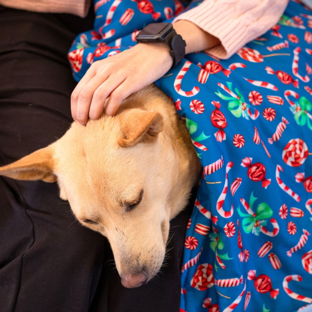 Cozy Candy pet Blanket Petsway