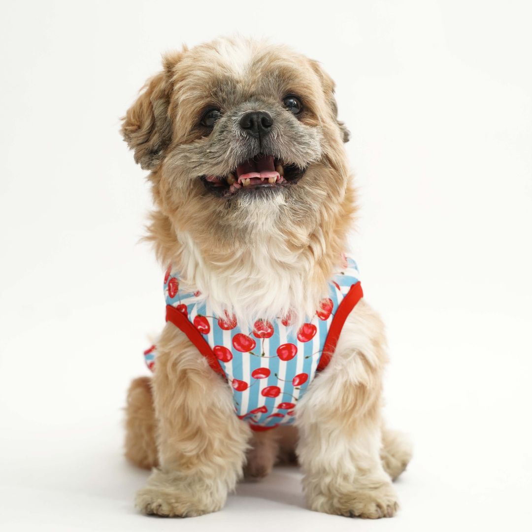 dog wear front side of Cherry Land Printed Dog Vest-petsway