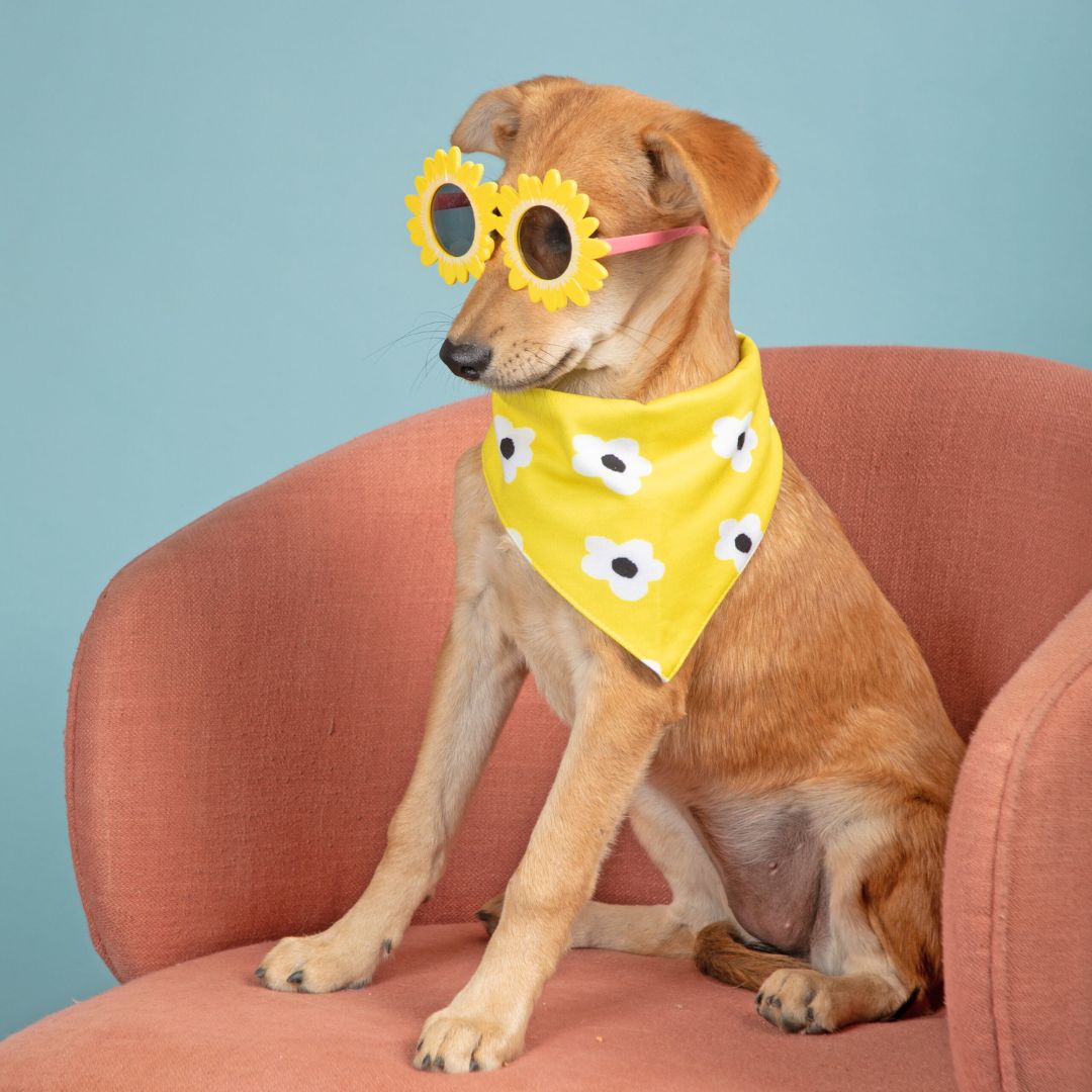 setting dog wear Satin Daisy Bandana-petsway
