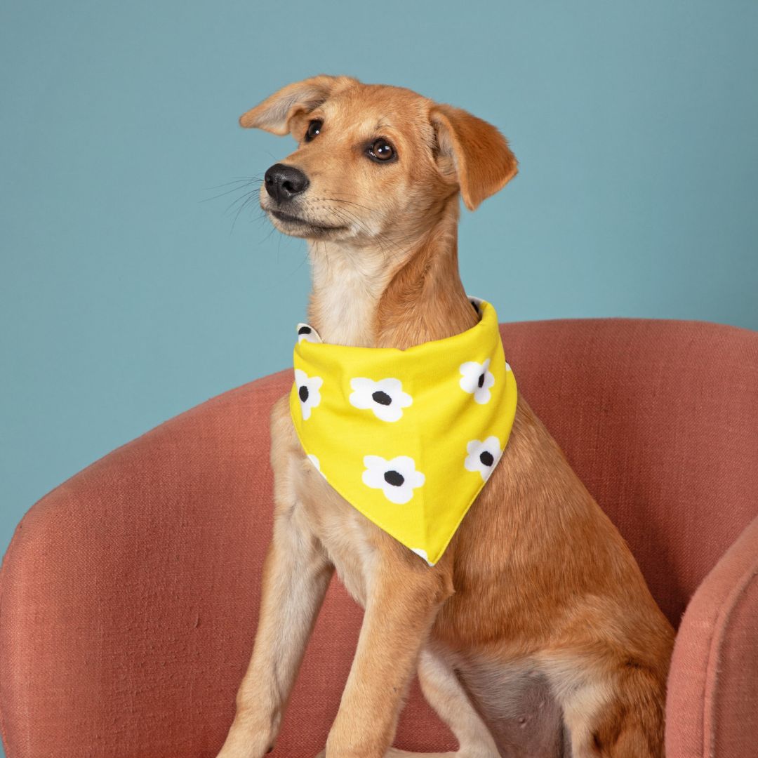 dog wear Satin Daisy Bandana-petsway