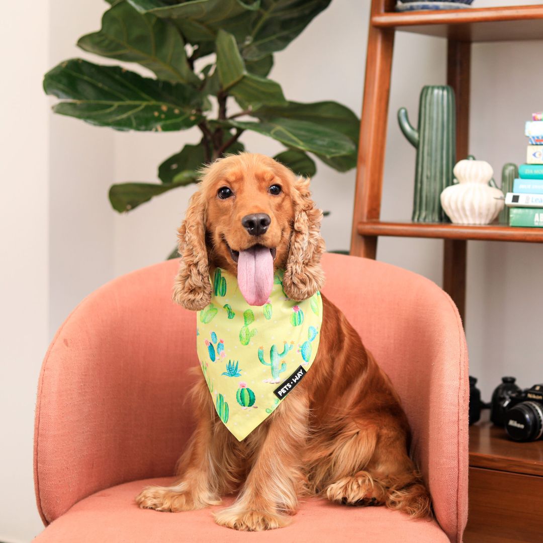 dog wear Desert-Lime Bandana-petsway