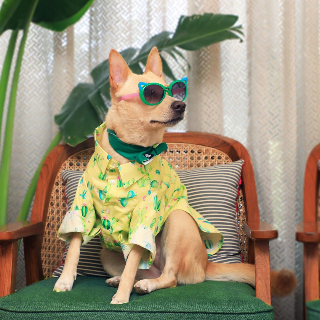 dog wear Desert-Lime Dog Shirt