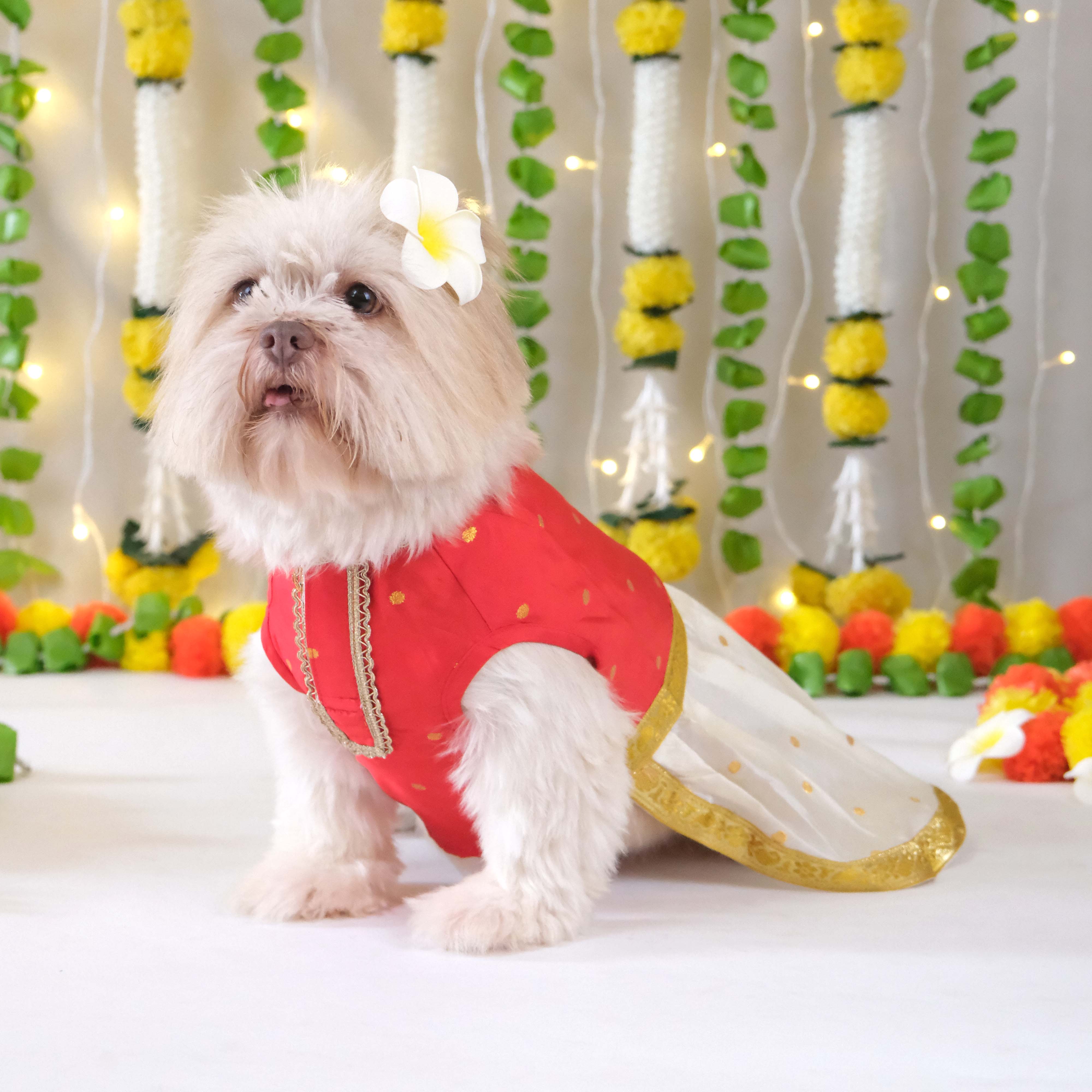 Pattu Dress