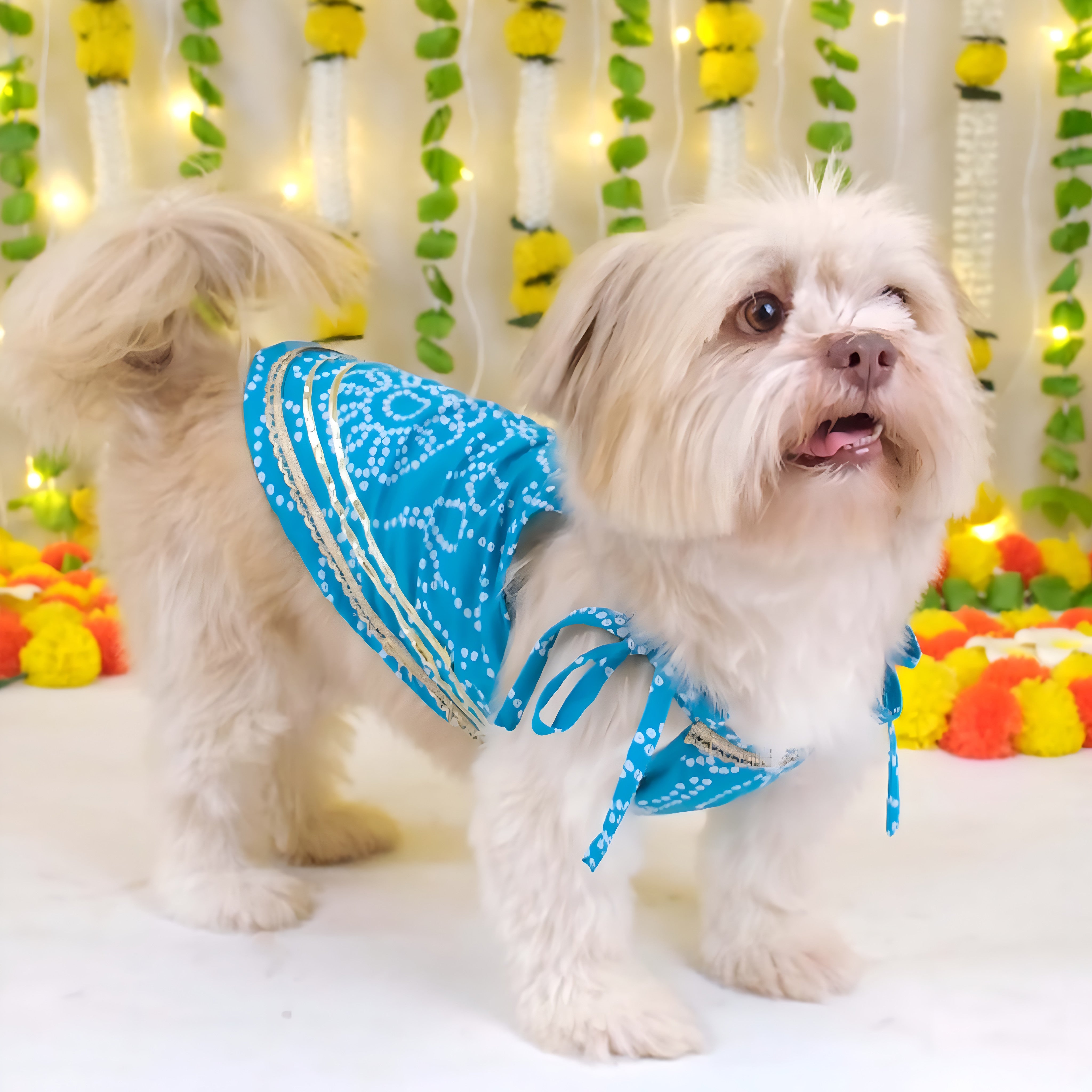 Aasma Bandhani Cotton Dress