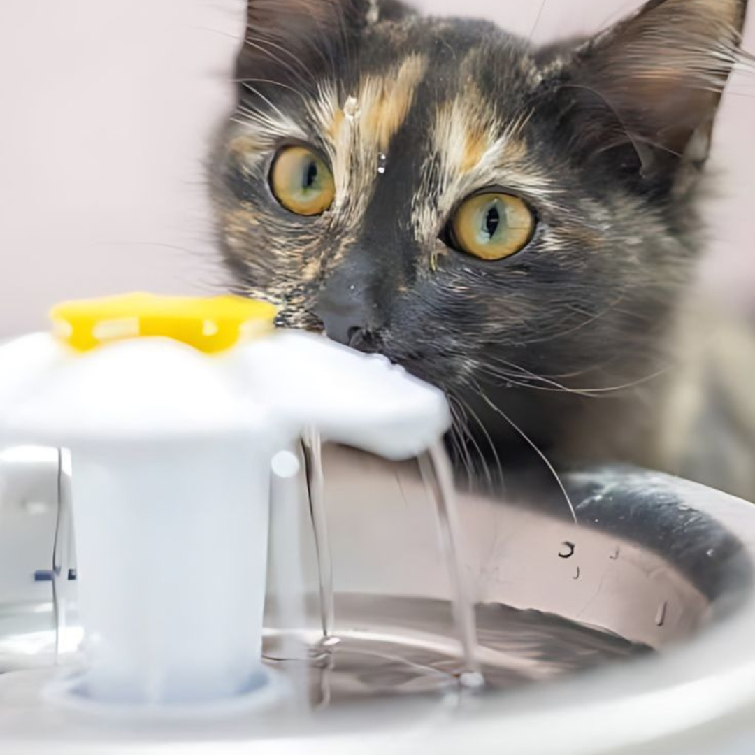 Electric pet water fountain