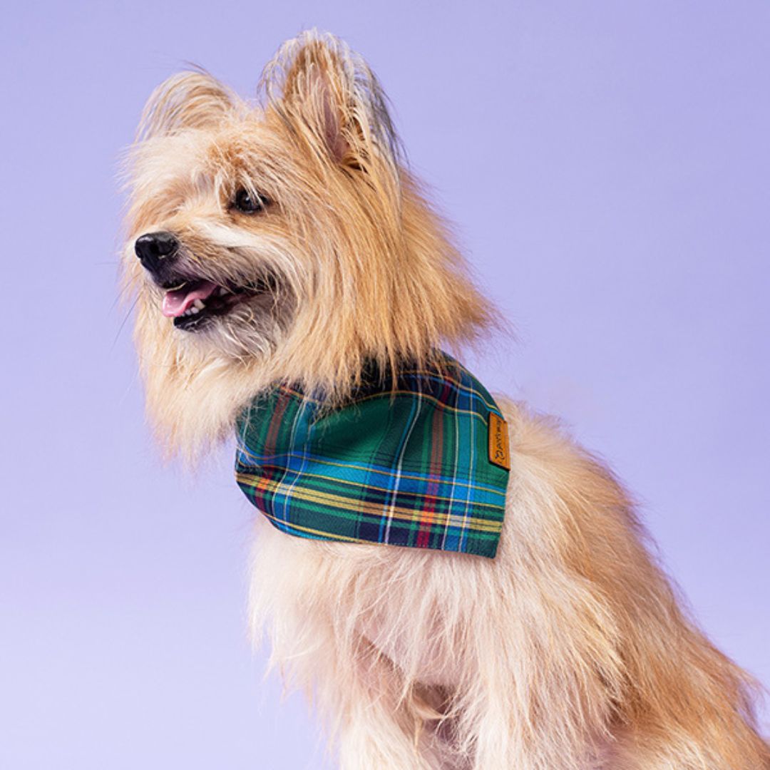 dog wear  Elf Checks Bandana-petsway
