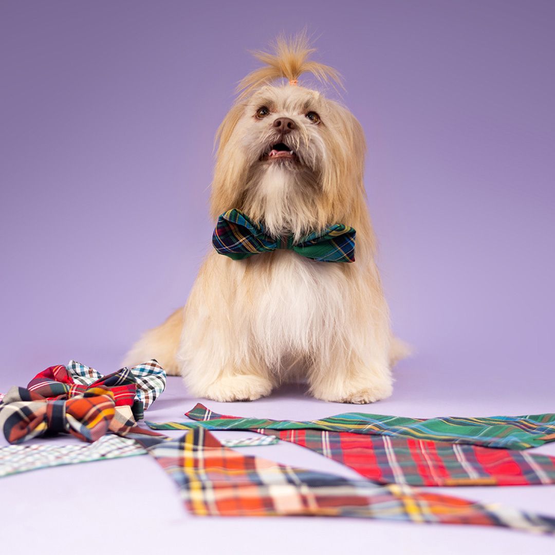 dog wear Elf Checks Bow Tie-petsway
