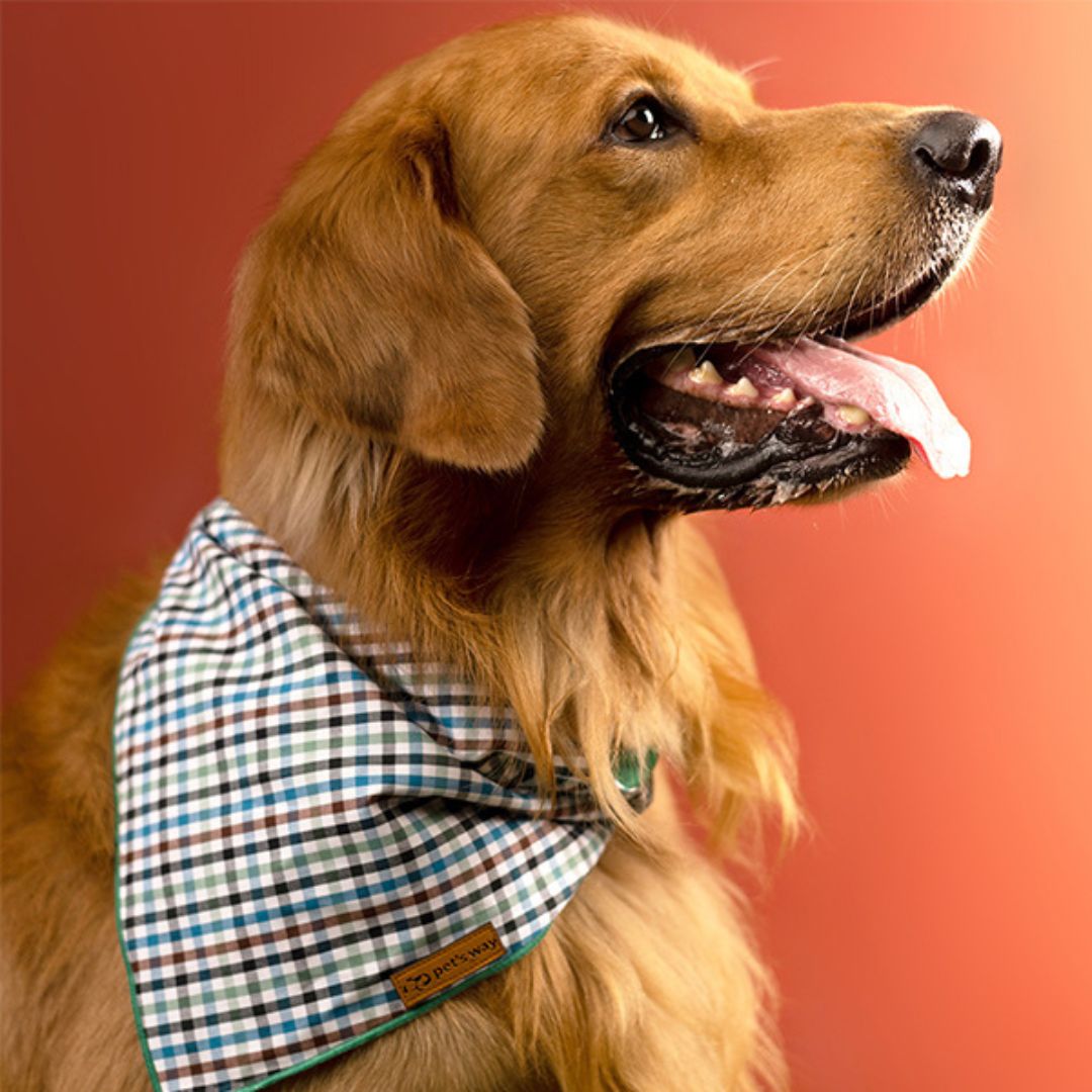 dog wear Forest Gingham Bandana-petsway