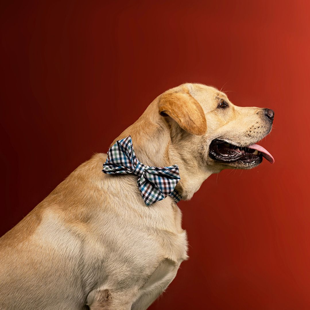 dog wear Forest Gingham Bow Tie-petsway