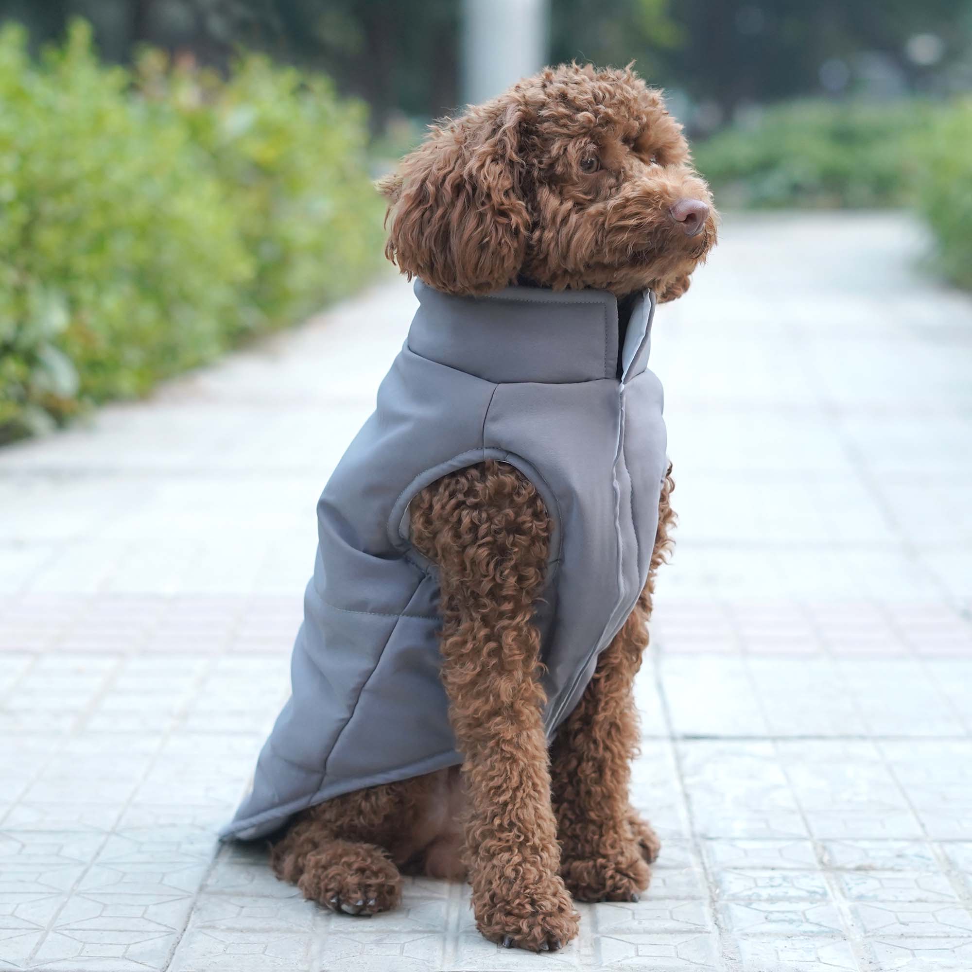 Frost- Grey Dog Jacket