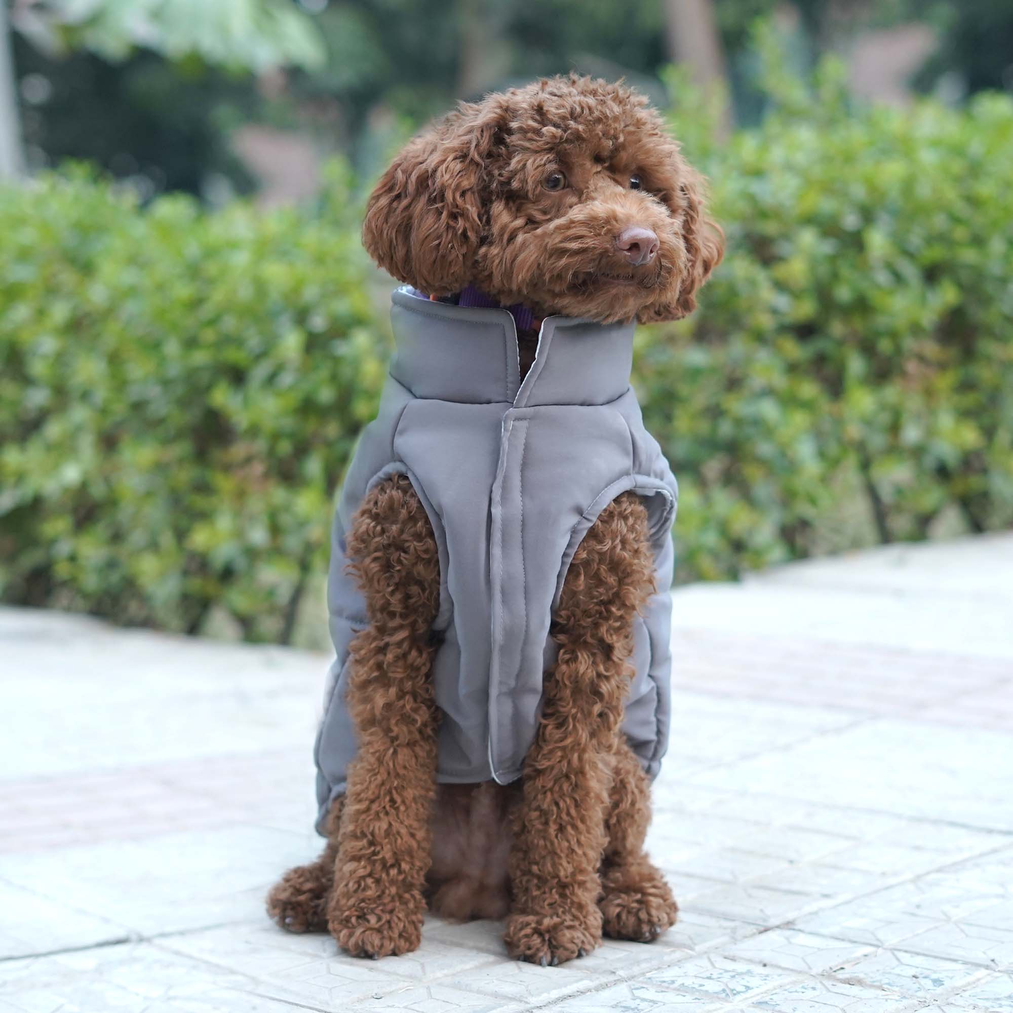 Frost- Grey Dog Jacket