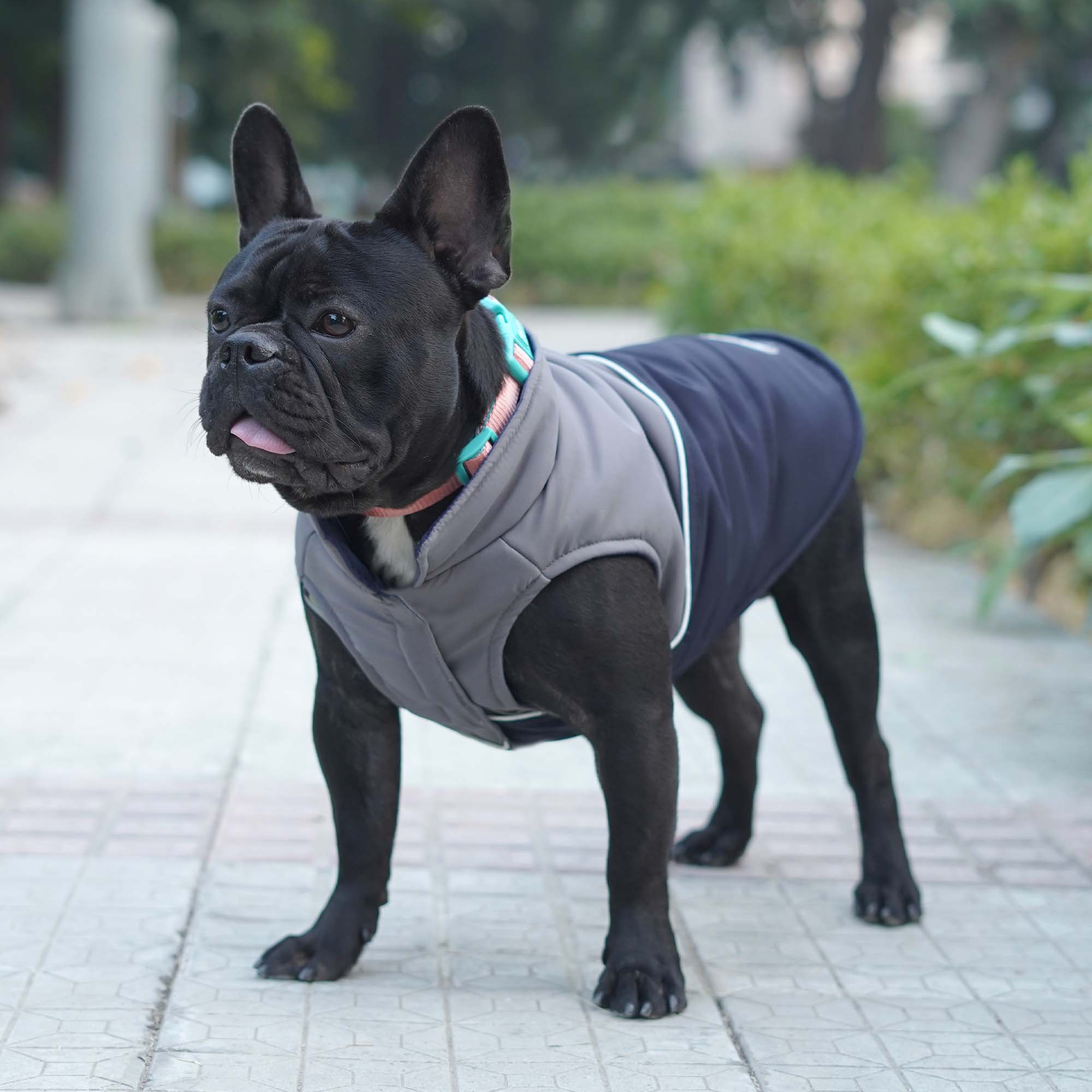 Frost- Navy Dog Jacket