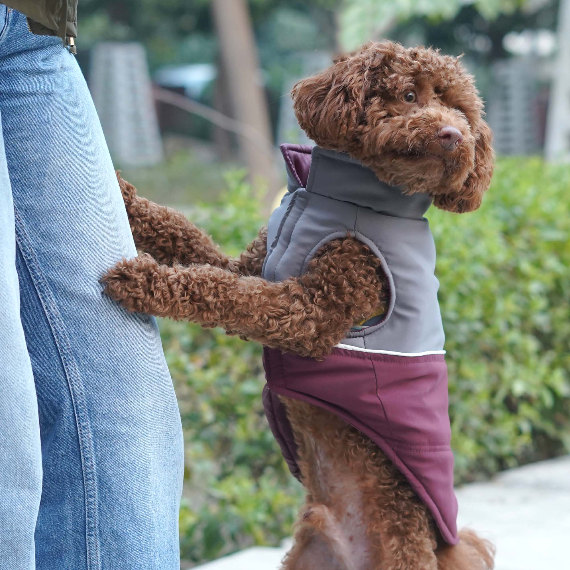 Frost- Wine Dog Jacket