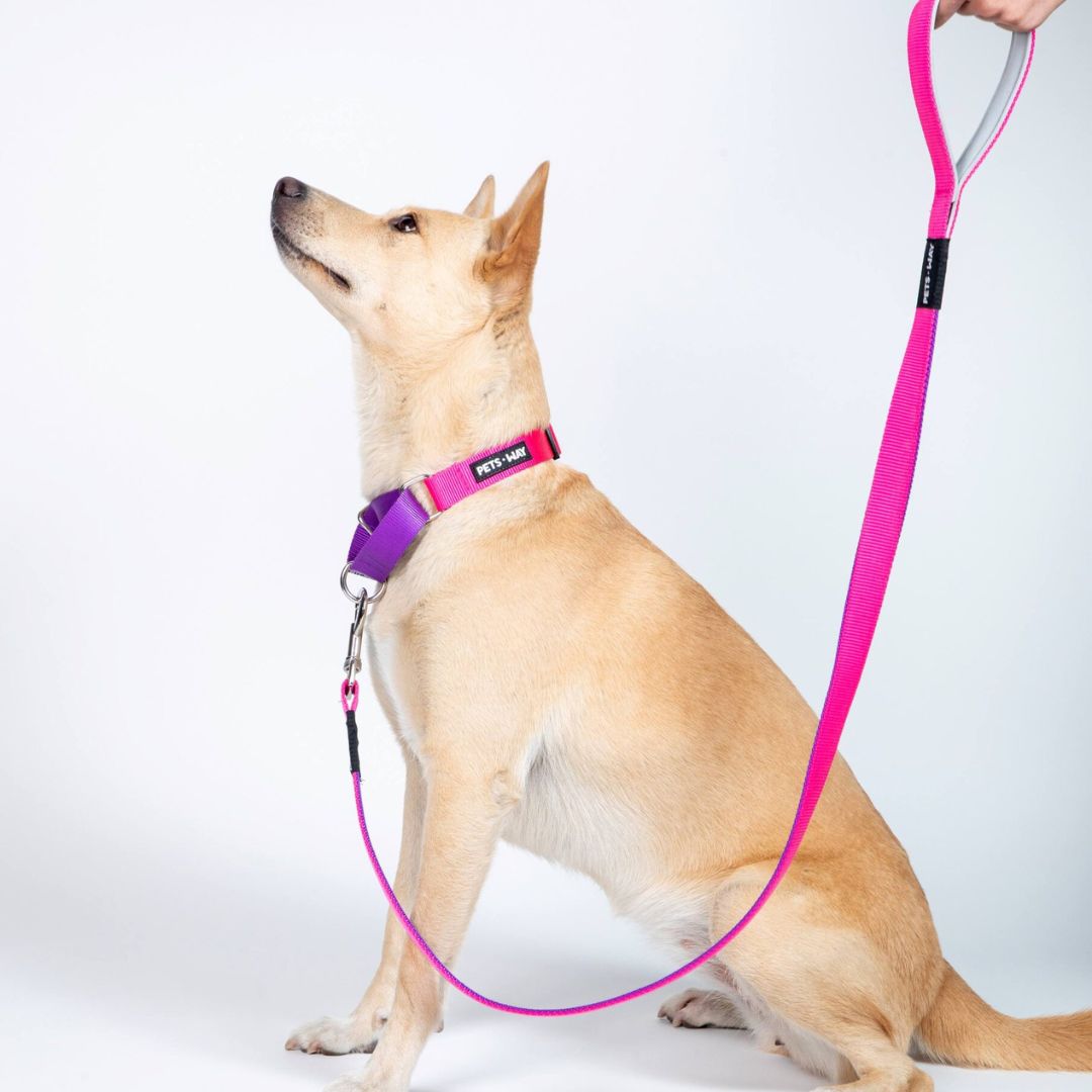 dog wear Fuschia Amethyst Dog Leash-petsway