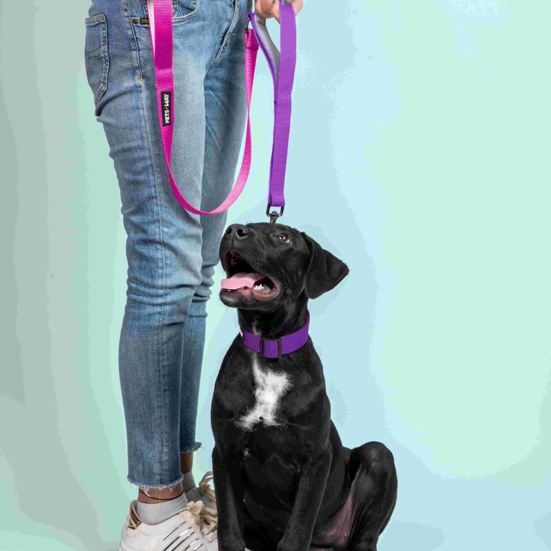dog were Fuschia & Amethyst dual-handle dog leash-petsway