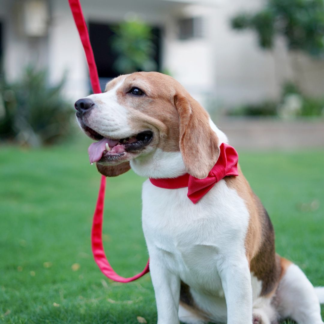 dog wear Fuschia Luxury Velvet Bow Tie-petsway