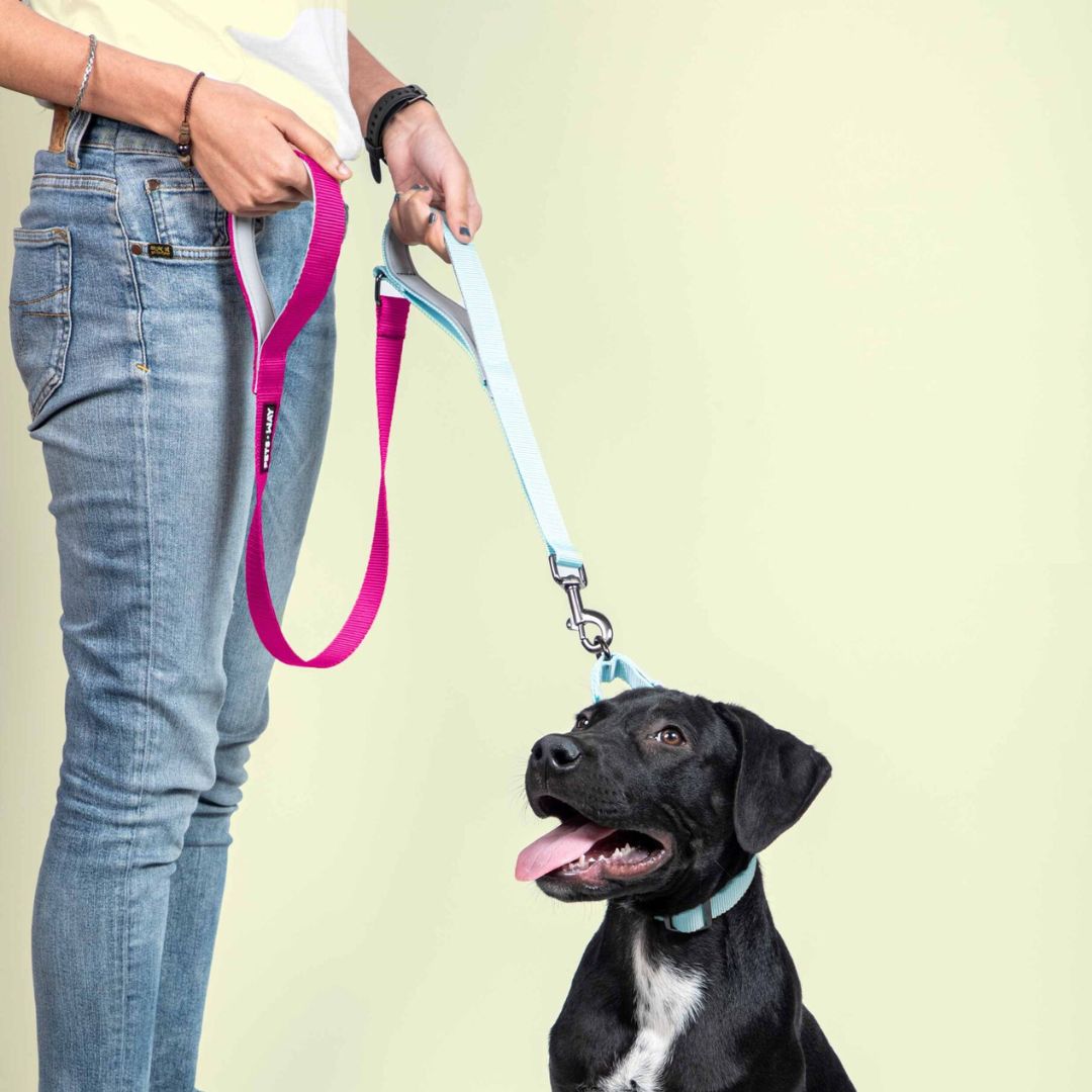 Fuschia & Sky Dog Leash