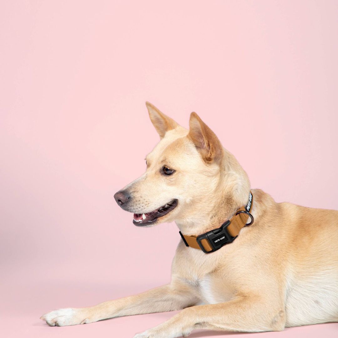 dog wear Honey Dog Collar -petsway