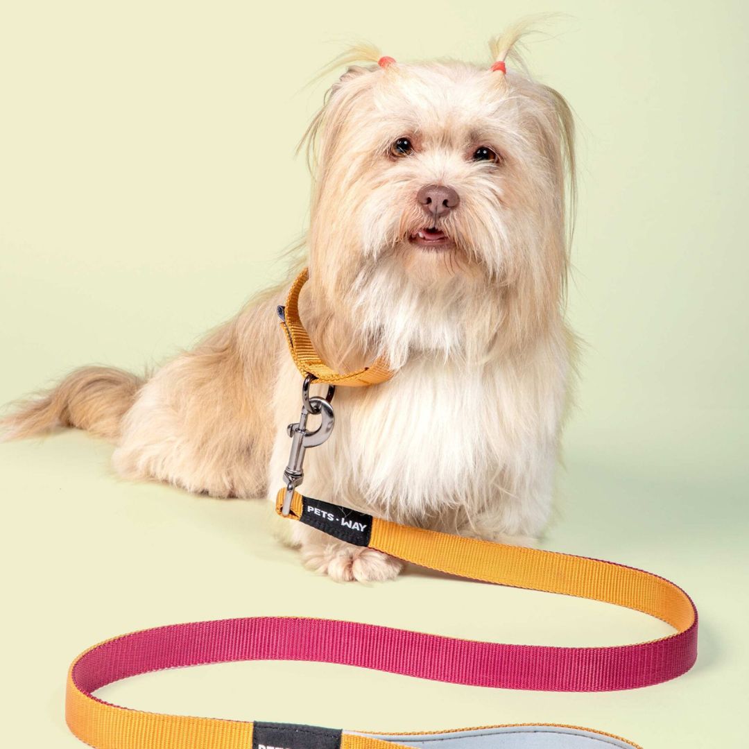 dog wear Honey and Wine-Dual Color Leash-petsway