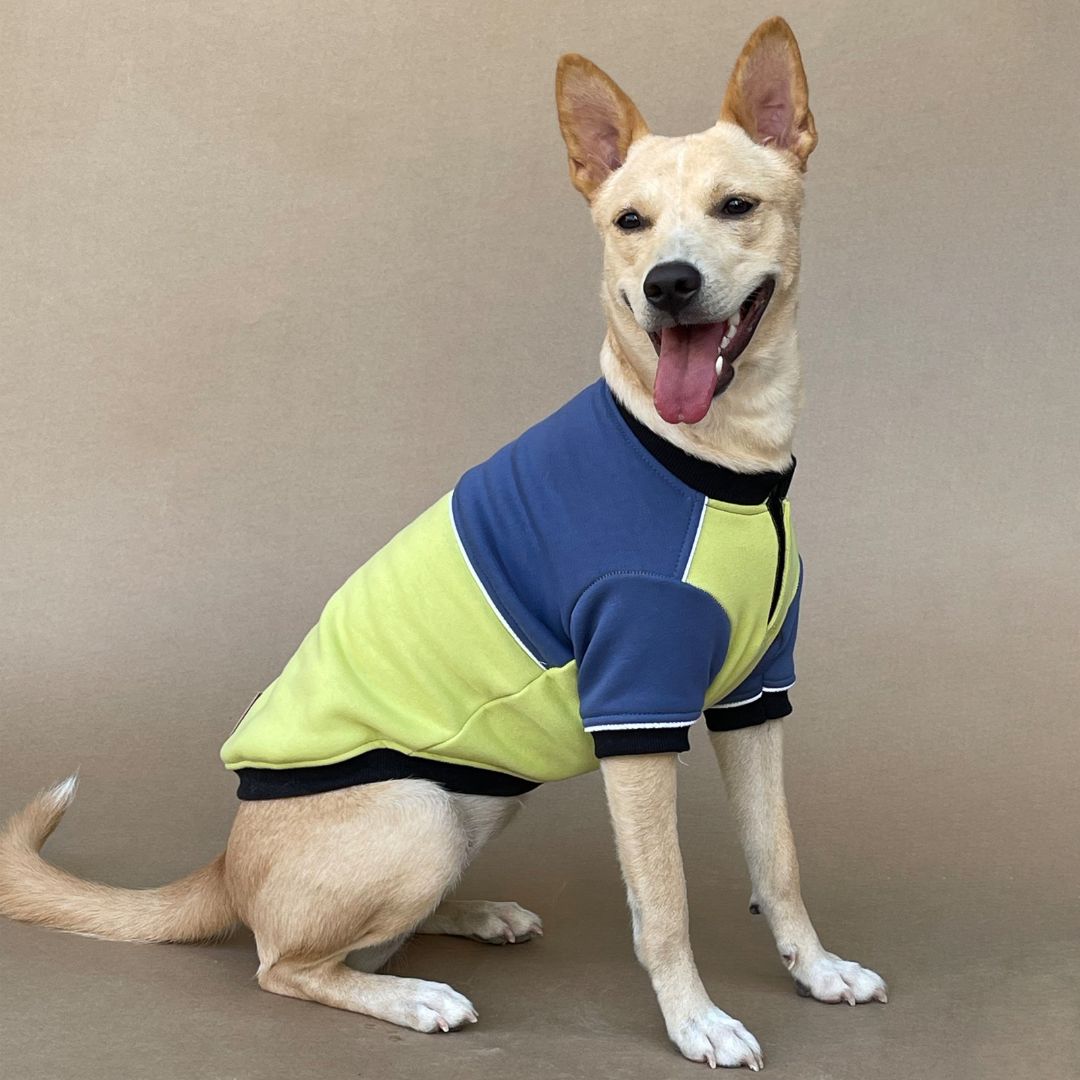 Comfy & Cozy Ice Fall Dog Sweatshirt Petsway