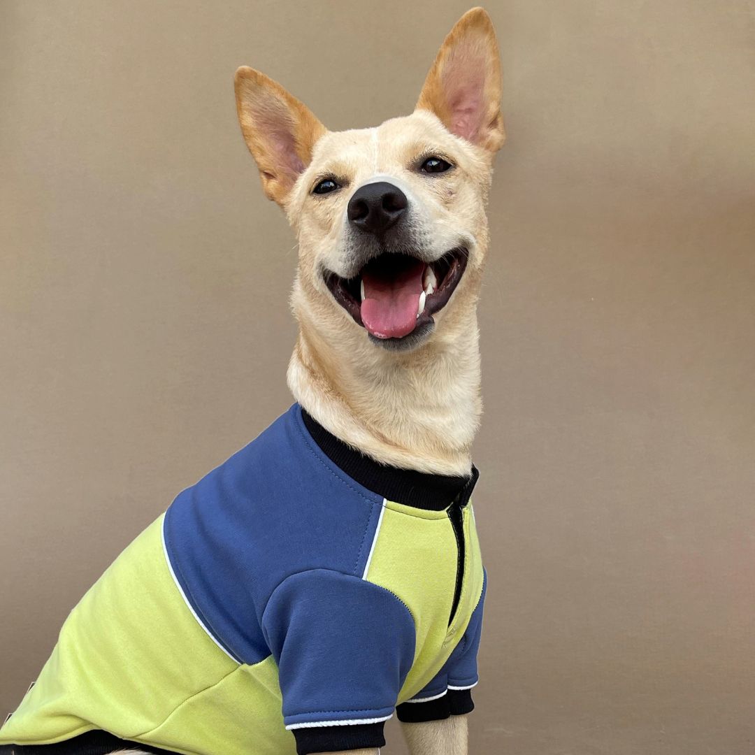 Adorable Ice Fall Dog Sweatshirt Petsway