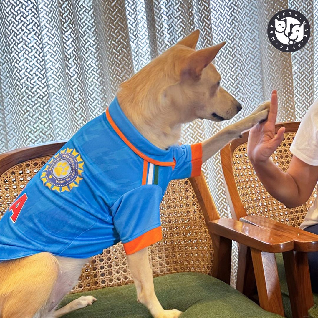 playing dog wear India Cricket Dog Jersey-petsway