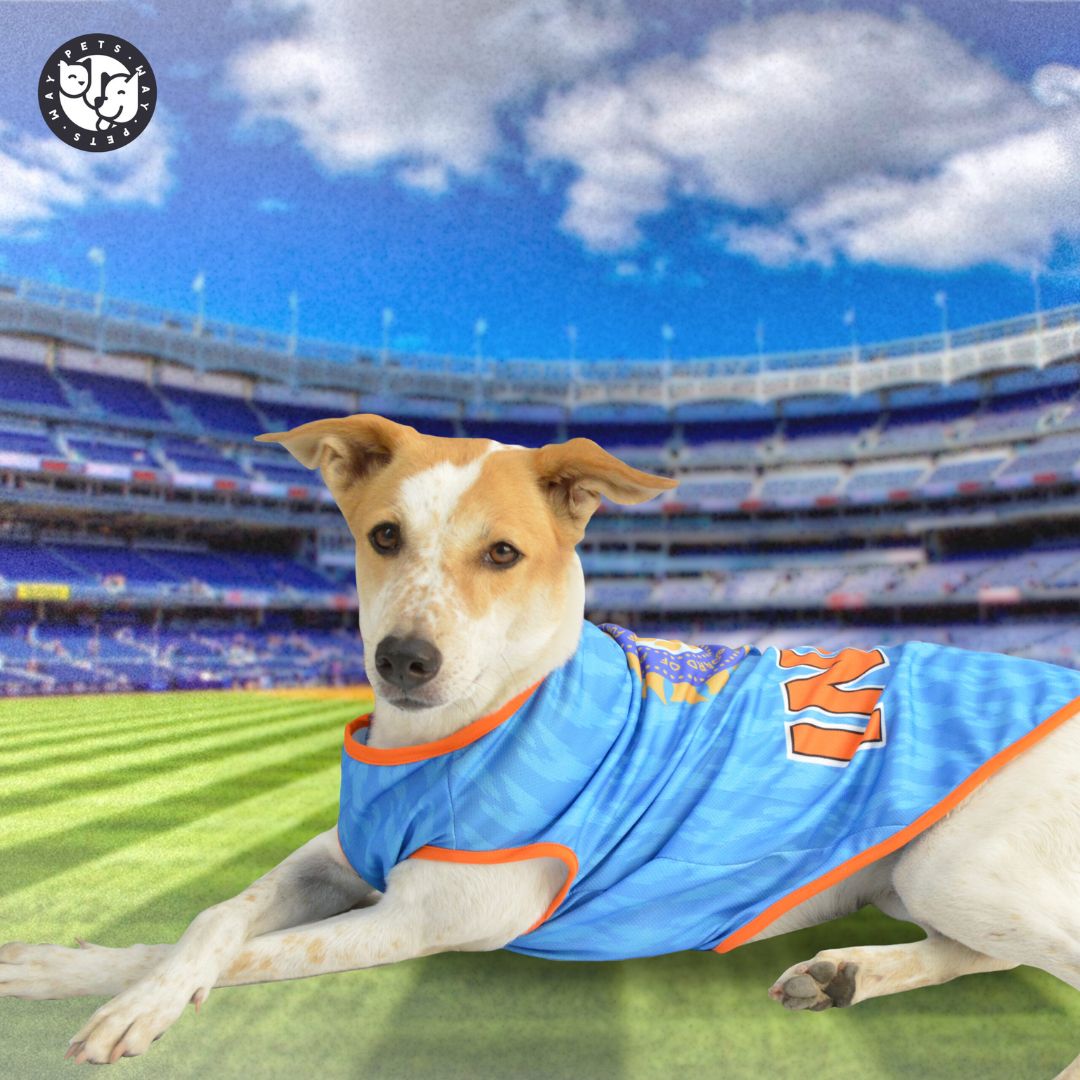 sitting dog wear  India Cricket Dog Jersey-petsway