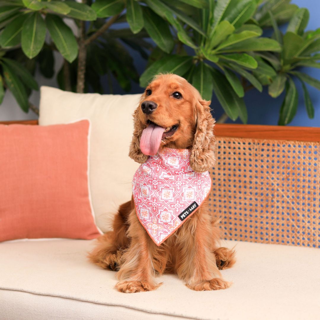 dog wear Luxurious Jaipur Bandana-petsway