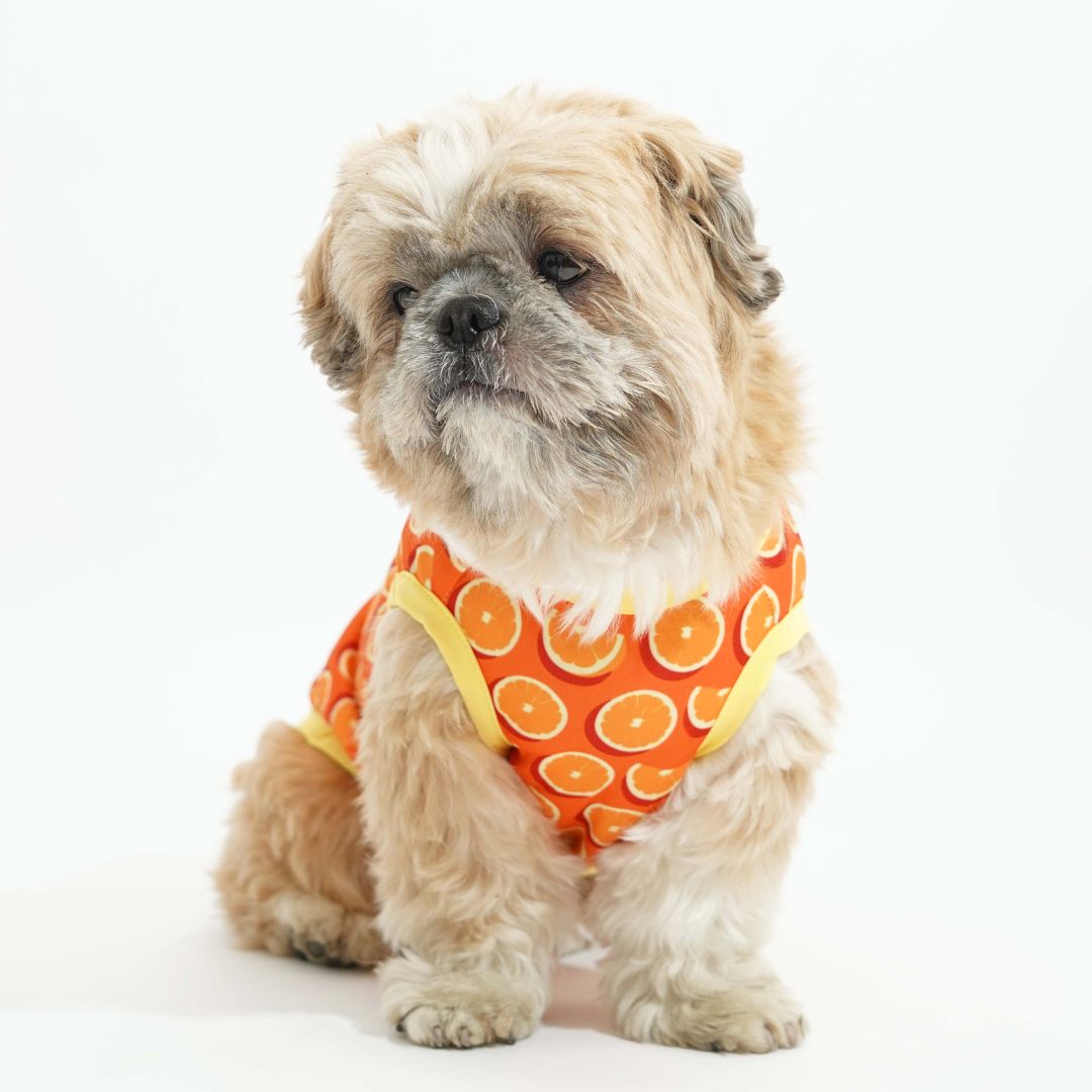 sitting dog wear Juicy Printed Dog Vest-petsway