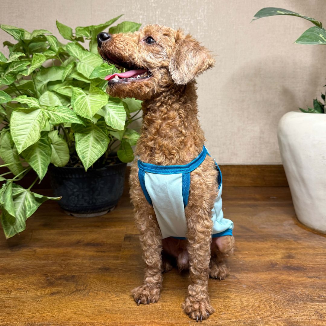 Stylish Dog Wear Jungle Claws Petsway