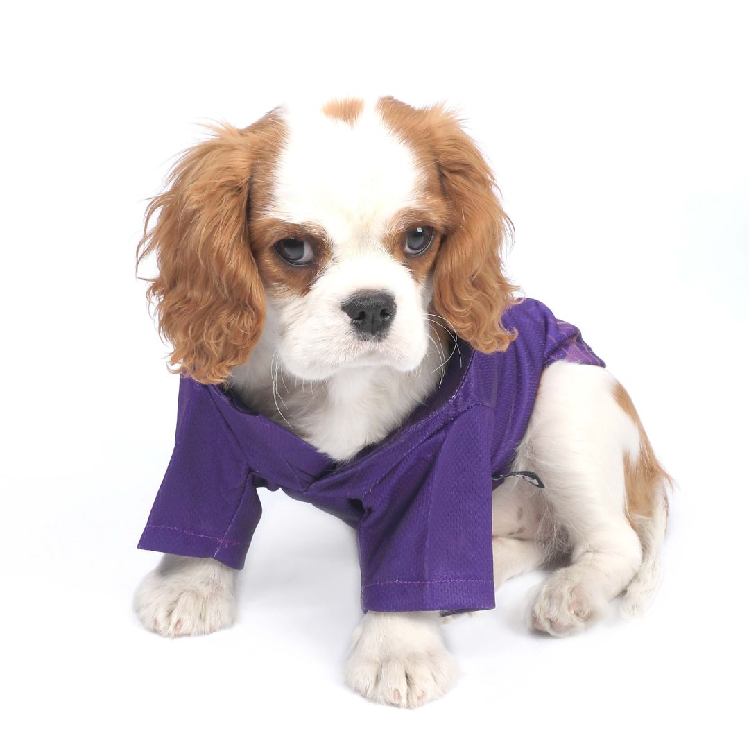 KKR Dog Jersey - Pets Way