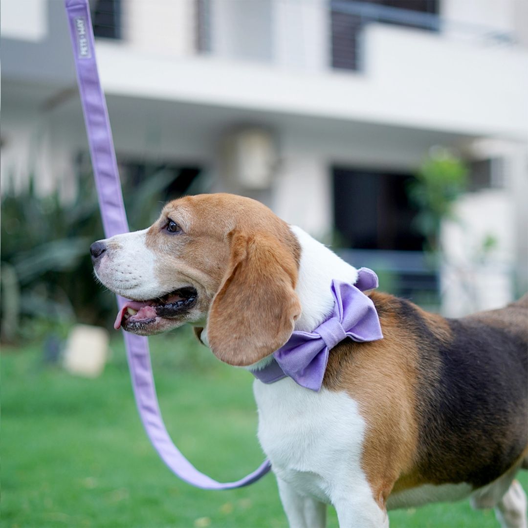 dog wear Lavender Luxury Velvet Bow Tie-petsway