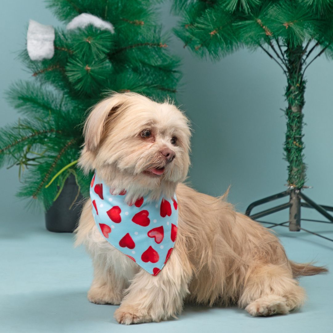 dog wear Little Heart Bandana-petsway