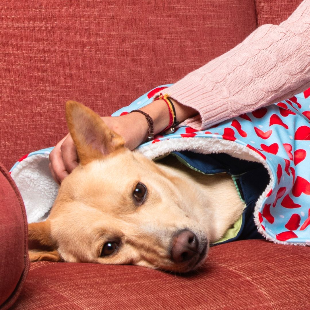 Cozy Little heart pet Blanket Petsway