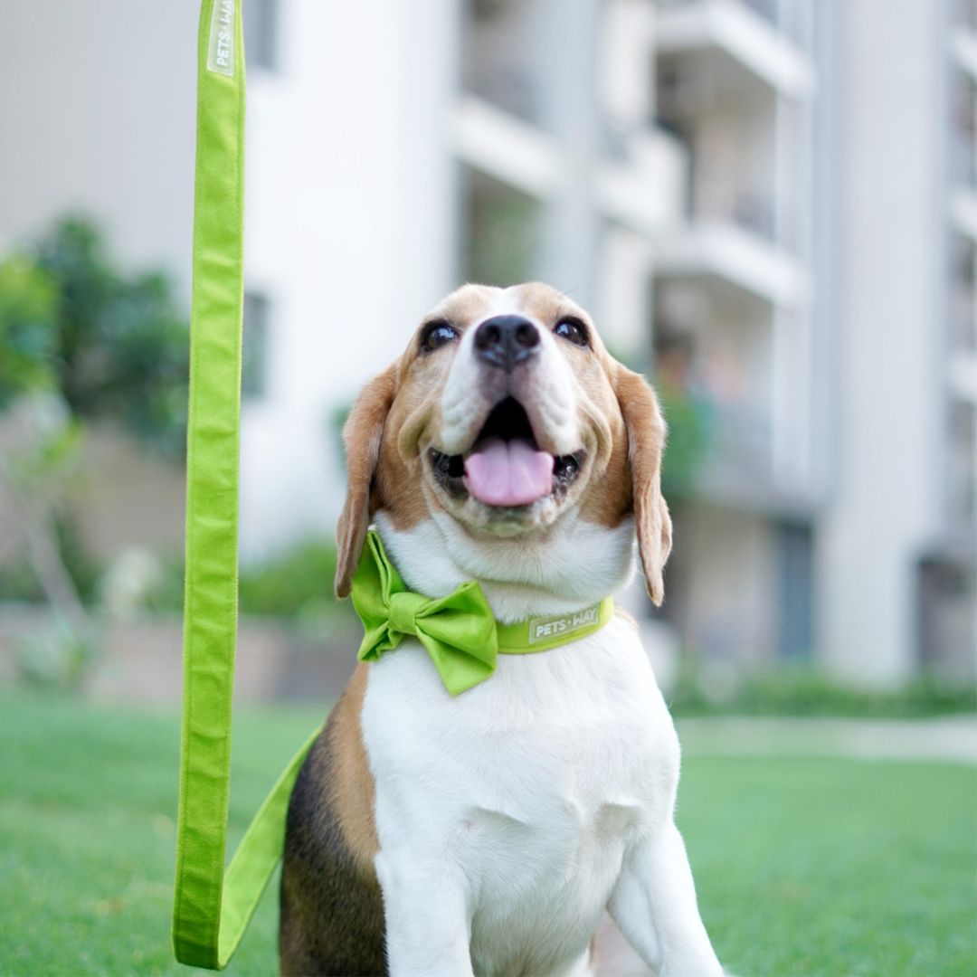 dog wear Neon Luxury Velvet Bow Tie-petsway