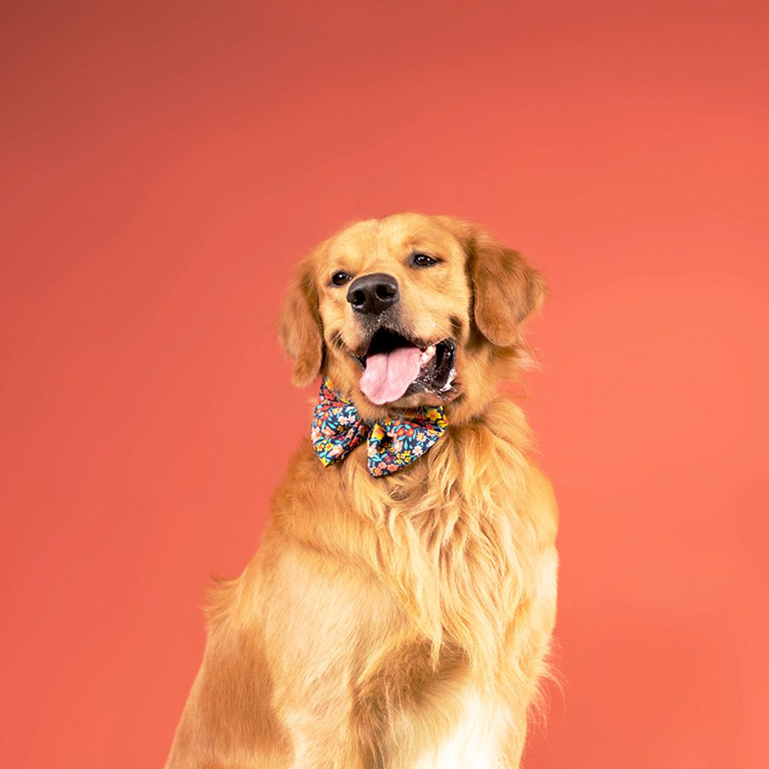 dog wear Night Bloom - Bow Tie-petsway