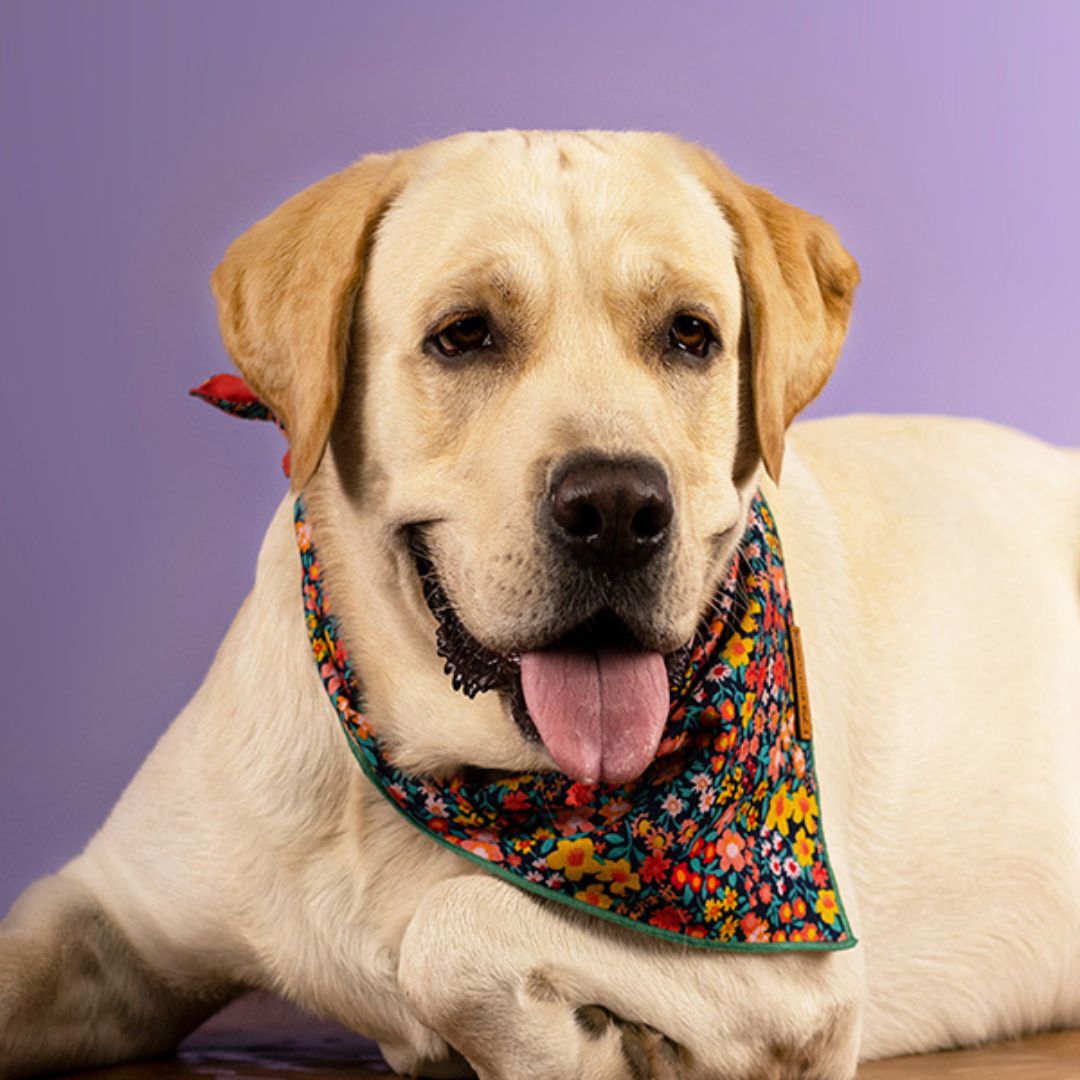 dog wear Night Bloom Bandana