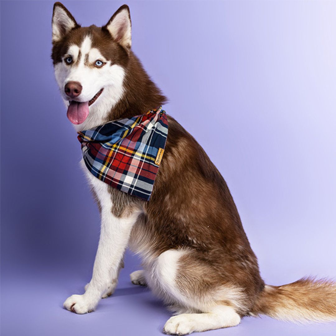 dog wear Norway Checks Bandana-petsway
