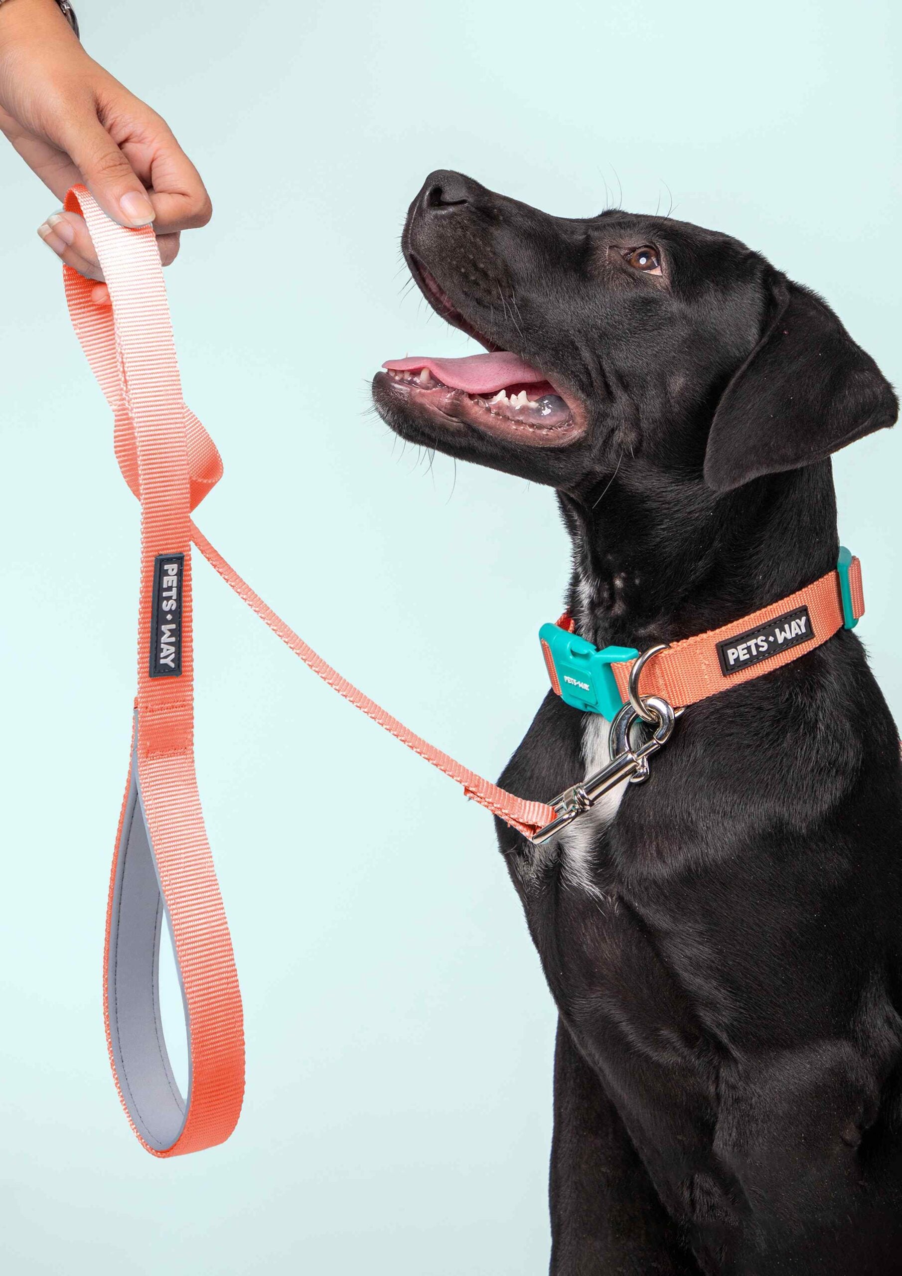 Peach Dog Collar Leash Set