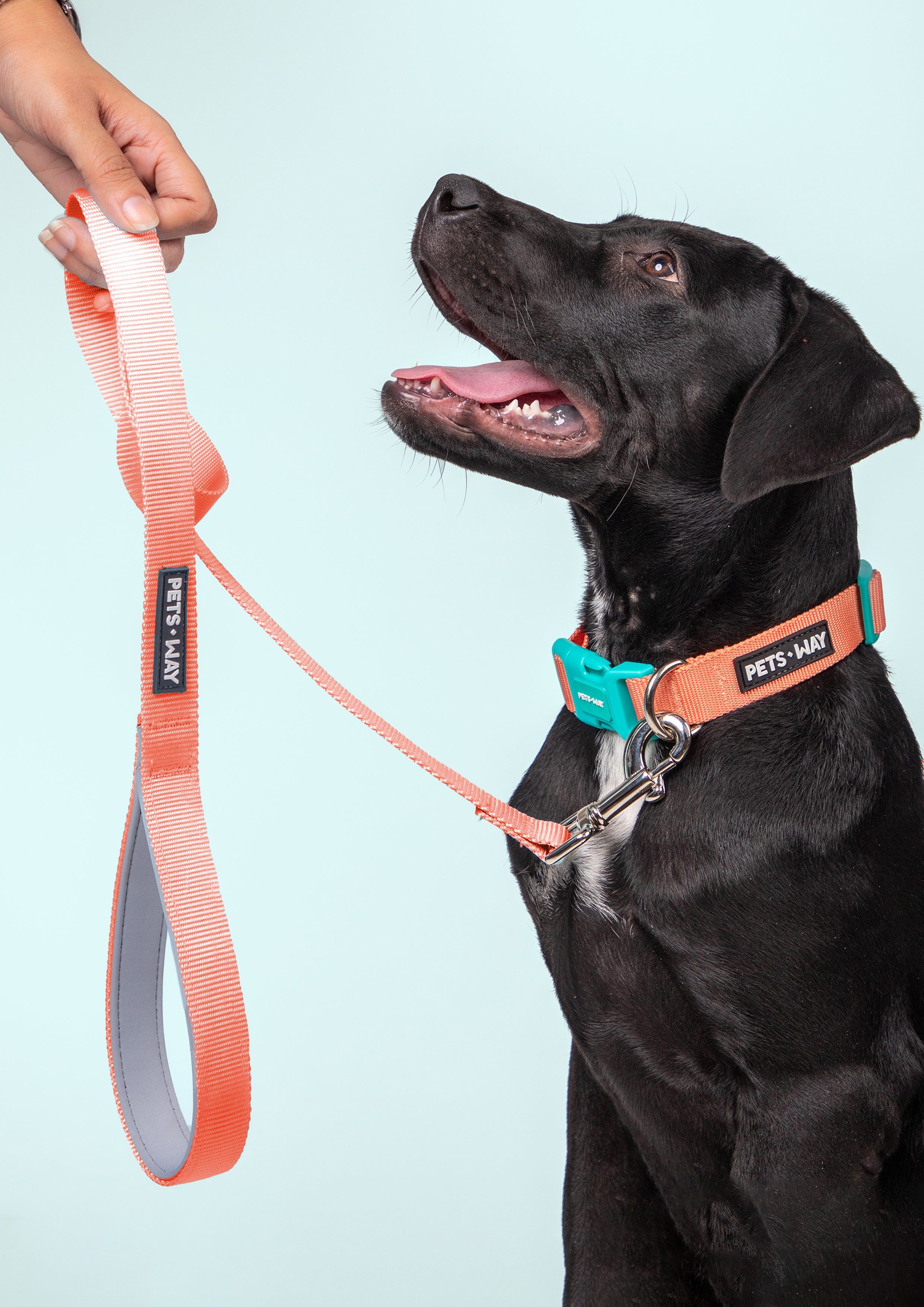 Peach Dog Collar