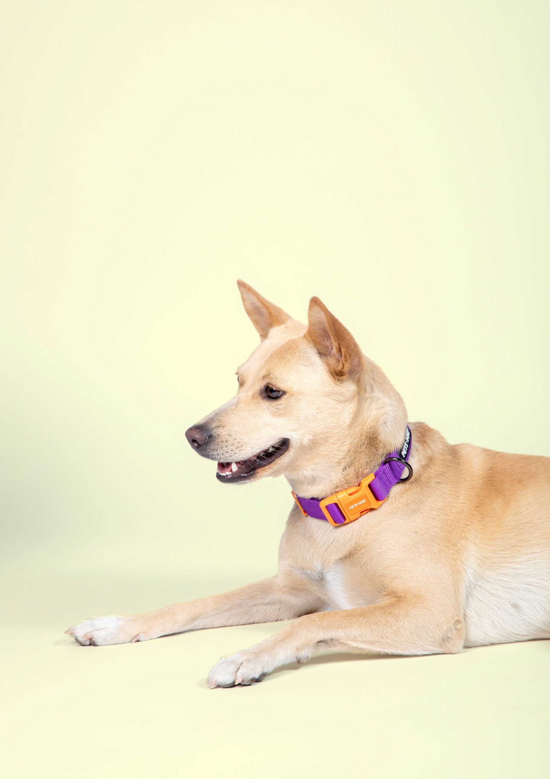 Amethyst Dog Collar Leash Set