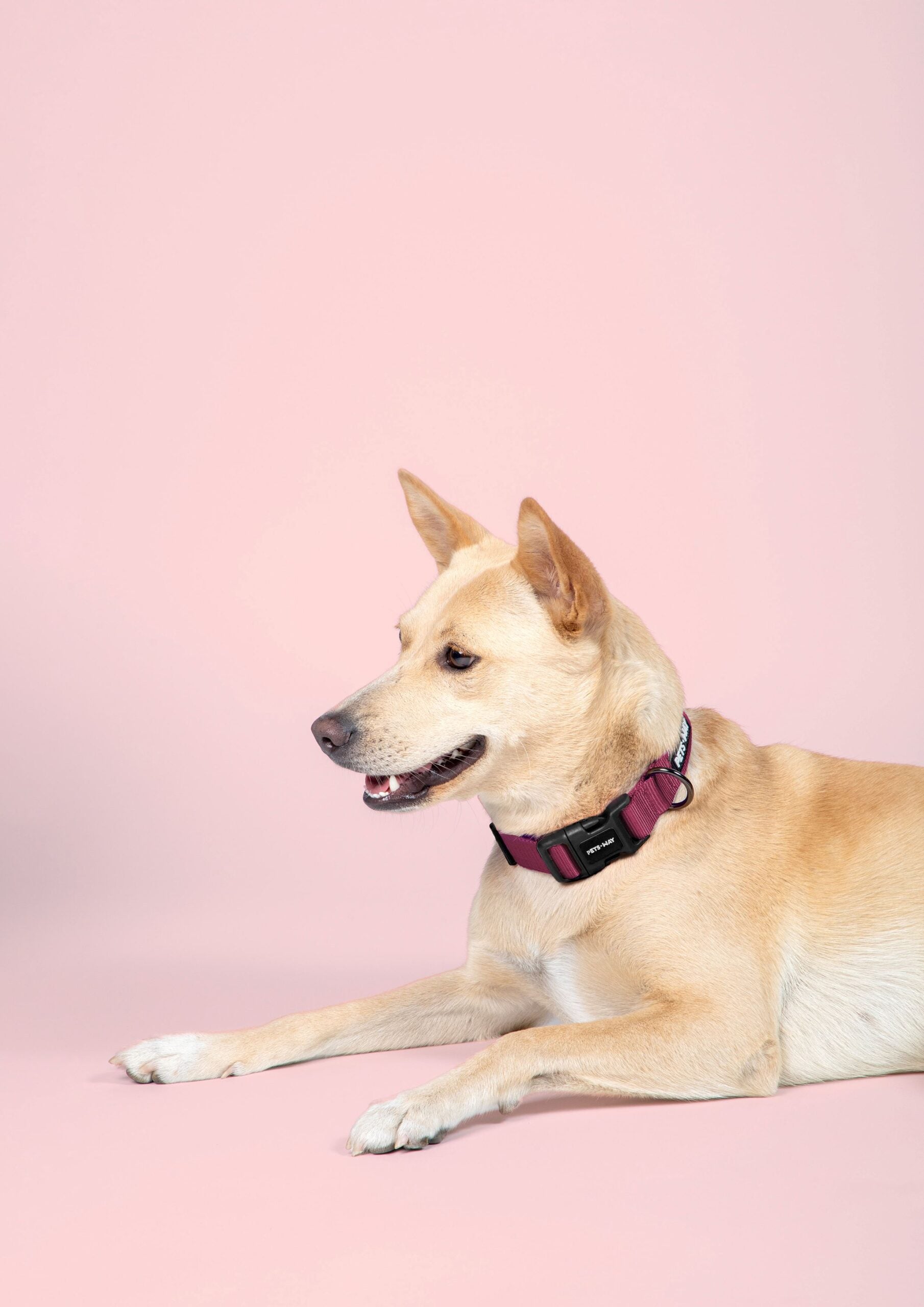 Wine Dog Collar Leash Set