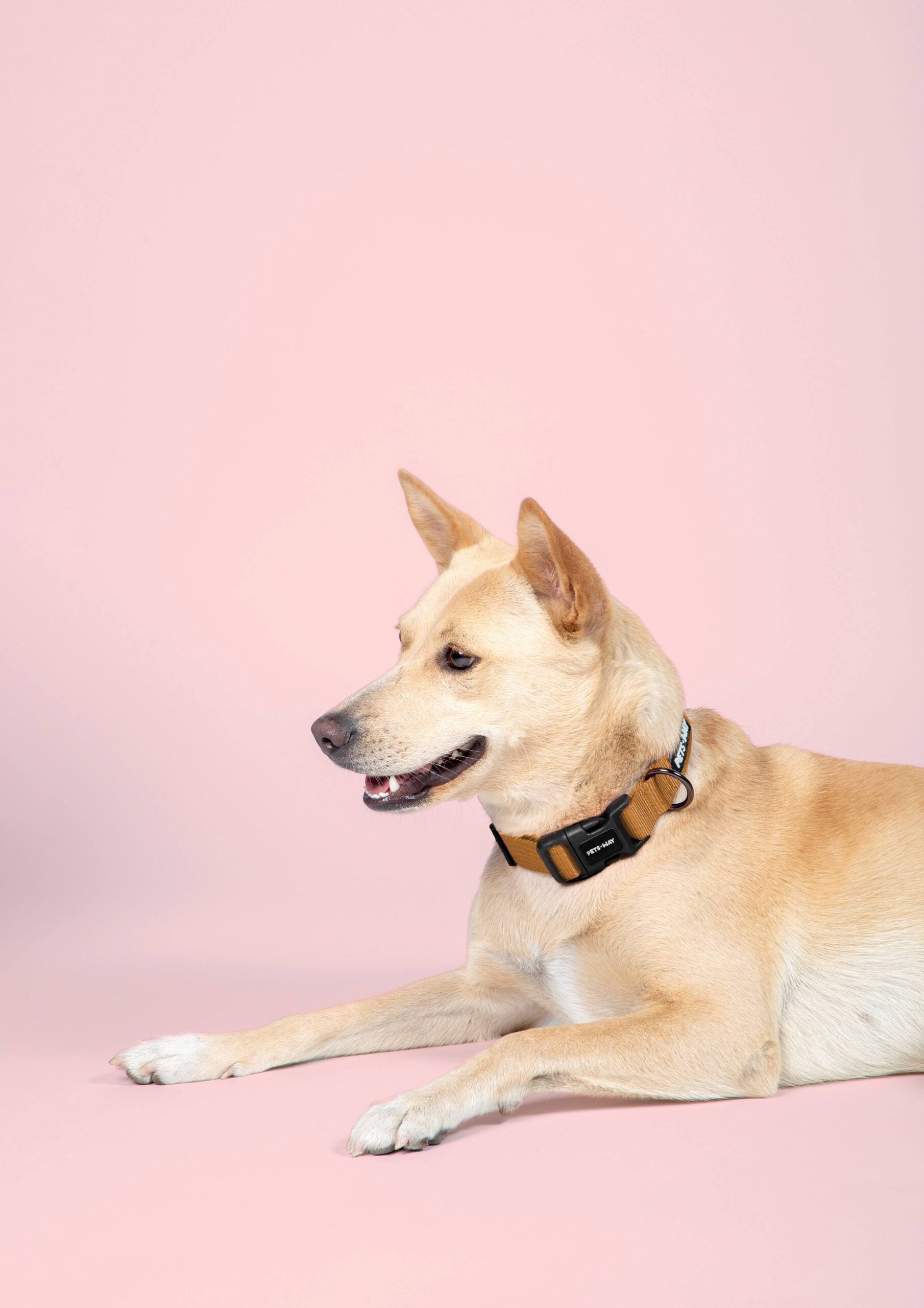 Honey Dog Collar Leash Set