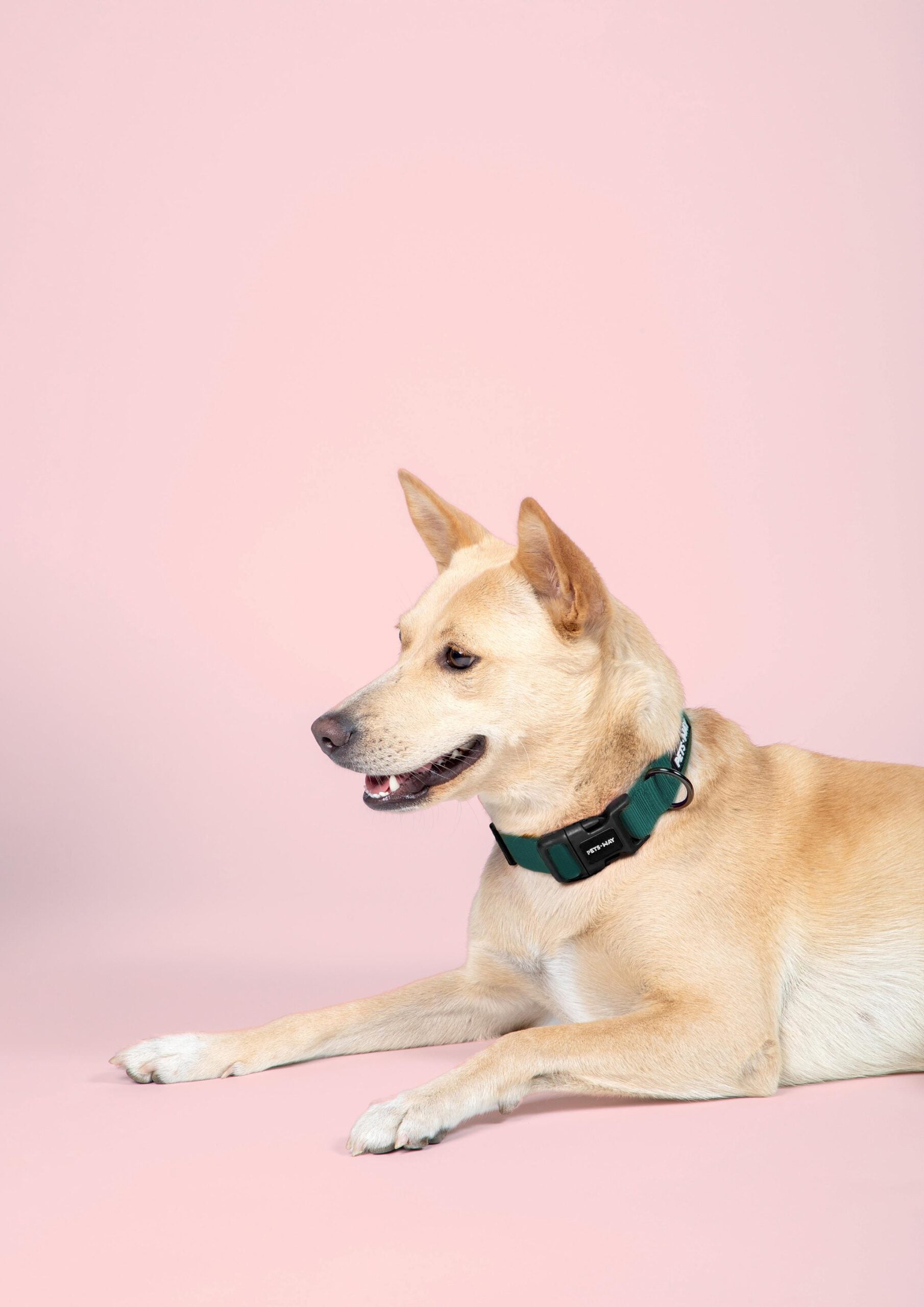 Emerald Dog Collar Leash Set