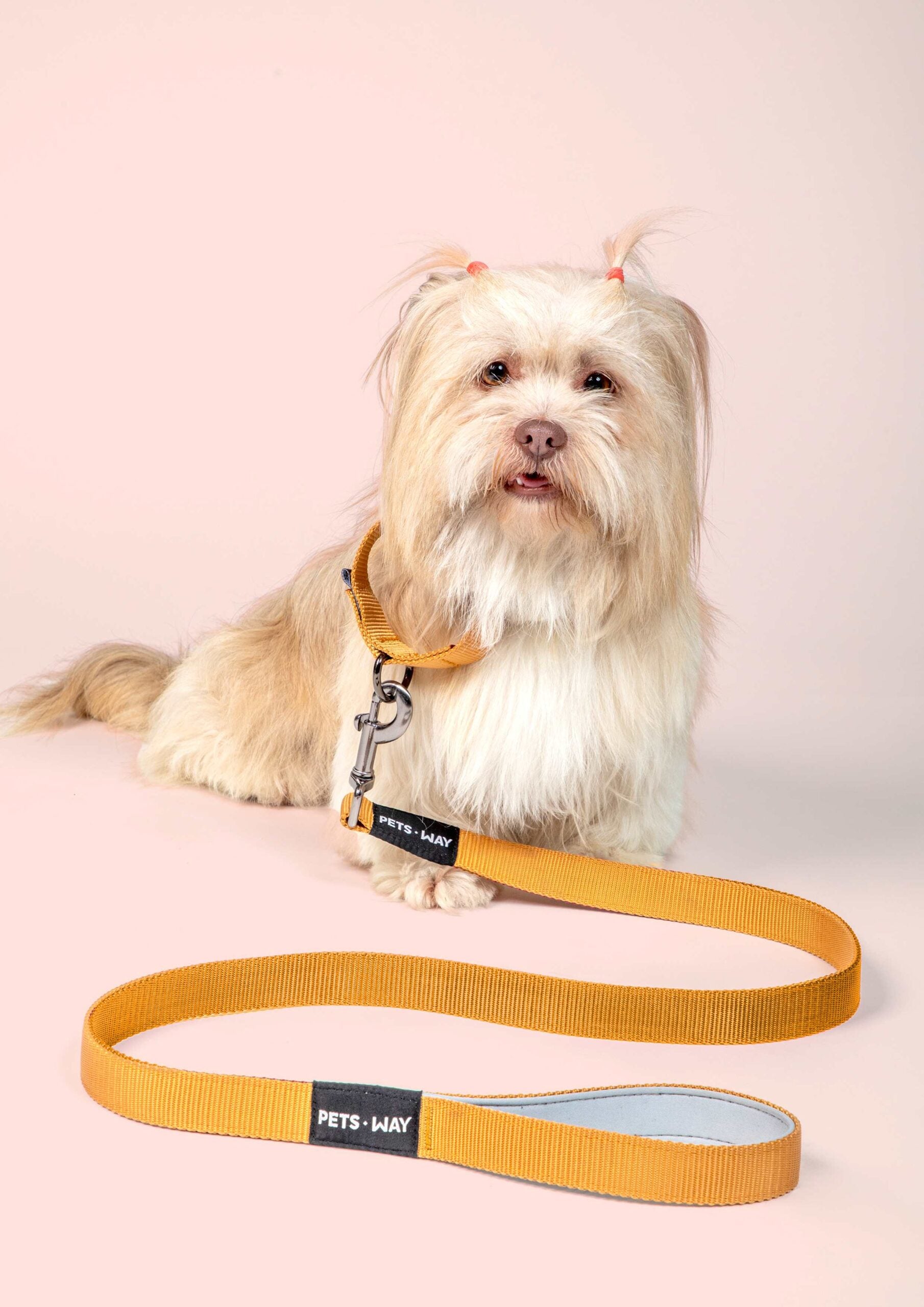 Honey Dog Collar Leash Set