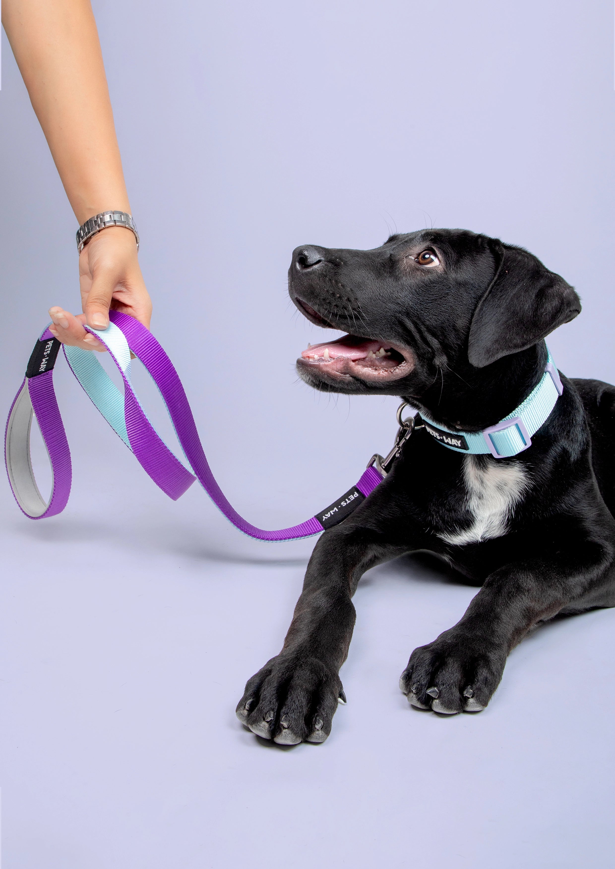 Amethyst padded Dog Leash